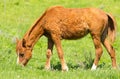 A horse in the pasture on a green lawn Royalty Free Stock Photo