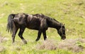 A horse in the pasture on a green lawn Royalty Free Stock Photo