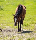 A horse in the pasture on a green lawn Royalty Free Stock Photo