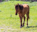 A horse in the pasture on a green lawn Royalty Free Stock Photo