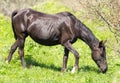 A horse in the pasture on a green lawn Royalty Free Stock Photo