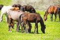 A horse in the pasture on a green lawn Royalty Free Stock Photo