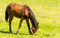 A horse in the pasture on a green lawn Royalty Free Stock Photo