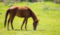 A horse in the pasture on a green lawn Royalty Free Stock Photo