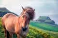 Horse on the pasture. Misty summer morning in Velbastadur village, Streymoy Royalty Free Stock Photo