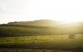 Horse pasture morning fog dew Royalty Free Stock Photo