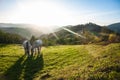 Horse pasture morning fog dew