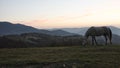 Horse pasture morning fog dew Royalty Free Stock Photo