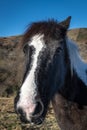 Horse, animal and mountain