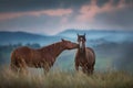 Horse on pasture in mountain landscape Royalty Free Stock Photo