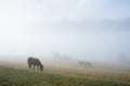 Horse in a pasture on a mountain meadow in the fog Royalty Free Stock Photo