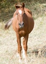 A horse in a pasture in nature