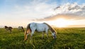 Horse on pasture at November evening near sunset