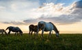 Horse on pasture at November evening near sunset