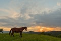 Horse on pasture at September evening near sunset Royalty Free Stock Photo