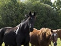 Horse on pasture