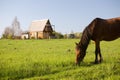 Horse pasture at summer Royalty Free Stock Photo