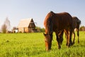 Horse pasture at summer Royalty Free Stock Photo