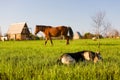 Horse pasture at summer