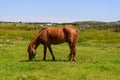 Horse on pasture Royalty Free Stock Photo