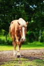 Horse in the pasture, sunny day. Spring time