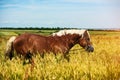 Horse in the pasture, sunny day. Spring time Royalty Free Stock Photo
