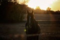 Horse in pasture at Sunset Royalty Free Stock Photo