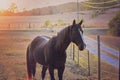 Horse in pasture at Sunset Royalty Free Stock Photo