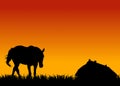 Horse on pasture at sunset near stable Royalty Free Stock Photo