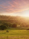 Horse at a pasture at sunset, soft, warm color, selective focus. Sun rays and flare. Peaceful atmosphere Royalty Free Stock Photo