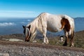 The horse in the pasture on top of the mountain Royalty Free Stock Photo