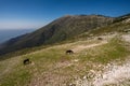 Horse in the pasture at the top of mountain with a sea in the background Royalty Free Stock Photo