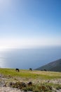 Horse in the pasture at the top of mountain with a sea in the background Royalty Free Stock Photo