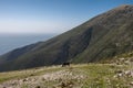 Horse in the pasture at the top of mountain with a sea in the background Royalty Free Stock Photo