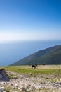 Horse in the pasture at the top of mountain with a sea in the background Royalty Free Stock Photo