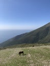 Horse in the pasture at the top of mountain with a sea in the background Royalty Free Stock Photo