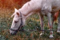 Horse on pasture. White spotted horse grazes in the meadow