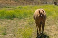 Horse in the pasture with wildflowers Royalty Free Stock Photo