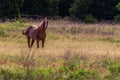 Horse in the Morning Light Royalty Free Stock Photo