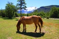 Horse on Patagonian Landscape - Bariloche - Argentina