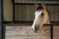 Beautiful Horse in Texas Hill Country