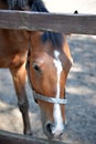 Horse peeking through the fence Royalty Free Stock Photo