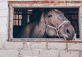 A horse is peeping out of the window in the stall Royalty Free Stock Photo