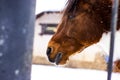 Horse in the pen for horses Royalty Free Stock Photo