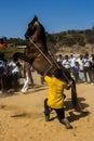 A Horse performing art