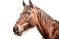 Horse photo realistic illustration - Generative AI. Royalty Free Stock Photo