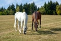 Horse Royalty Free Stock Photo