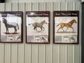 Horse pictorials in the Rhino Barn Ashfall Fossil Beds State Historic Park in Royal, NE