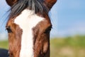 Horse piebald portraits head, close up of the front, eyes and forehead area.