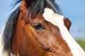 Horse piebald portraits head, close-up of oblique front section of the right eye and the forehead area.